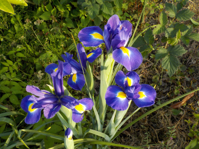 アイリスが開花しました。