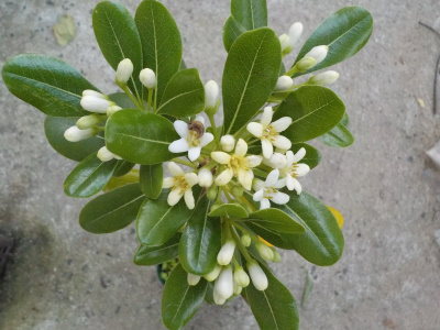 トベラの花が咲きました。