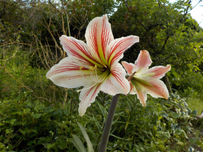 アマリリスが咲きました。