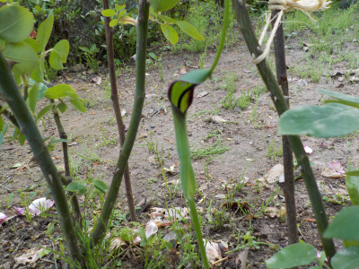 庭にカラスビシャクが生えていました。