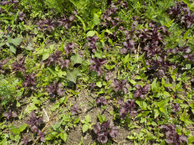 赤紫蘇の小さいのが沢山生えています。