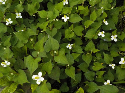 ドクダミの絨毯を作りたいって思いました。