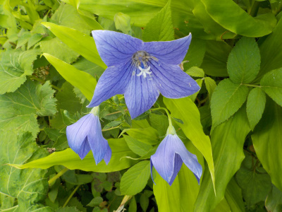 キキョウが咲いていました。