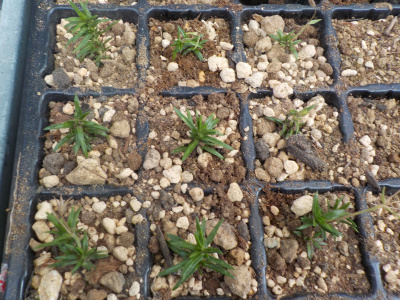 芝桜ってどこに置くといいんでしょう。