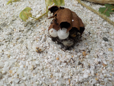 コガタスズメバチの巣が出来てたので落としました。