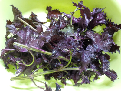 赤紫蘇の塩漬けを作りました。