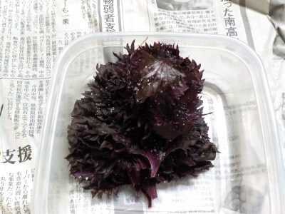 赤紫蘇の塩漬けを作りました。