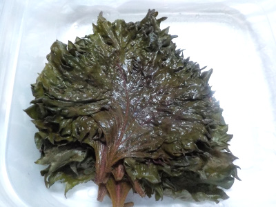 赤紫蘇の塩漬けが緑色に変色しました。