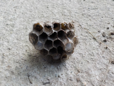 アシナガバチに手を刺されました。