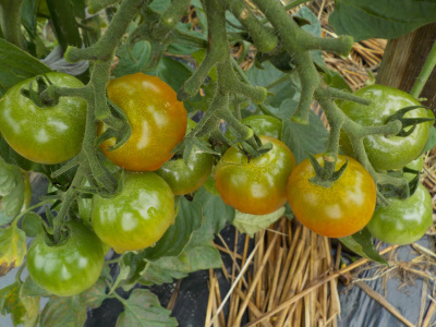 大雨が降ったので、ちょっと青いトマトを収獲しました。