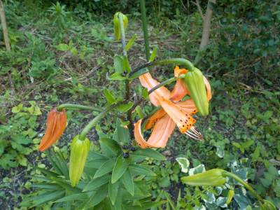 鬼百合が咲く季節になりました。