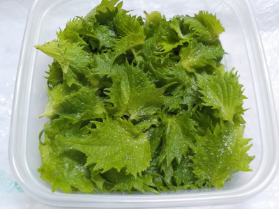 赤シソの塩漬けがなくなりそうなので青シソの塩漬けを作りました。