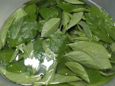 モロヘイヤを洗って茹でて刻みました。