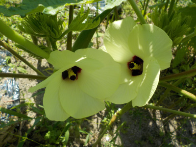 オクラの花が綺麗だったので写真を撮りました。