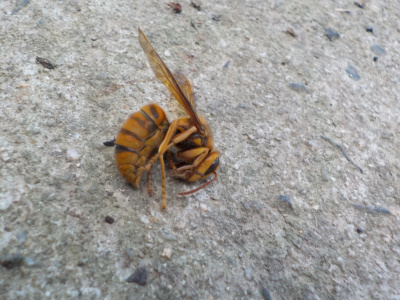 このケブカスズメバチとかキイロスズメバチとかいうのを叩いています。