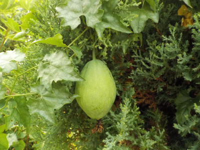 カラスウリの実がありました。