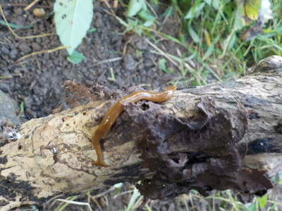 コウガイビルがいました。