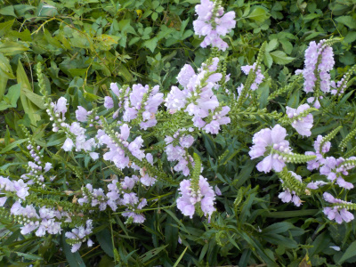 草刈りの途中に花を見て休憩。