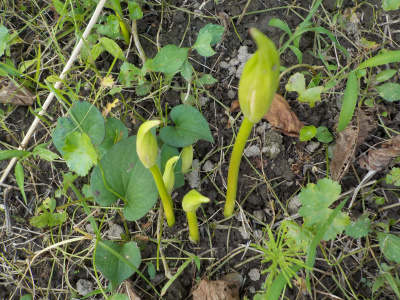 彼岸花の芽が出ました。