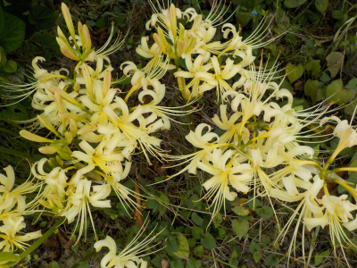 黄色い彼岸花が咲きました。