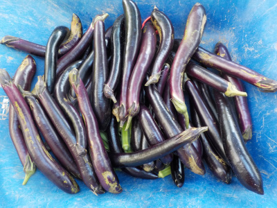 ナスビが大量に出来ているので、毎日食べる予定です。