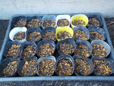 ブロッコリーと花菜の種をまきました。