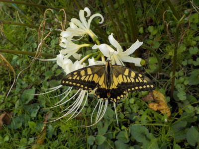疲れた感じのアゲハ蝶が彼岸花にとまっていました。