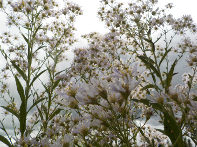 シオンが増えてました。