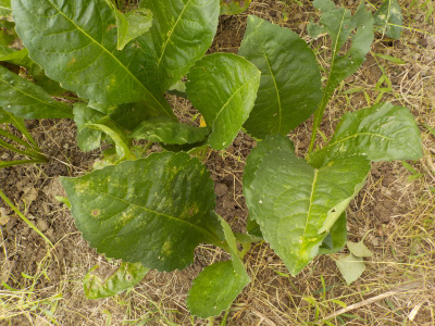 シオンが増えてました。