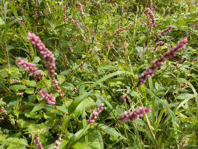 イヌダテがあちこちで沢山生えています。
