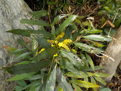 刈り取ったはずのホソバヒイラギナンテンが復活していました。