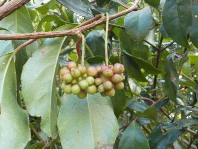 シキミの木に巻き付いてたサカネカズラ。