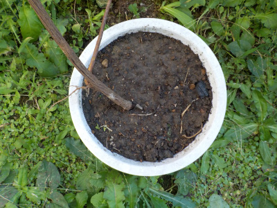 シキミの木に巻き付いてたサカネカズラ。