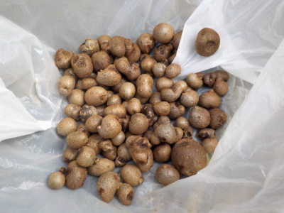 年に１回くらいはムカゴを食べようかな。