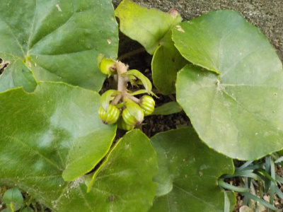 ツワブキの小さいのにツボミがありました。