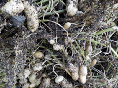 落花生を掘りました。