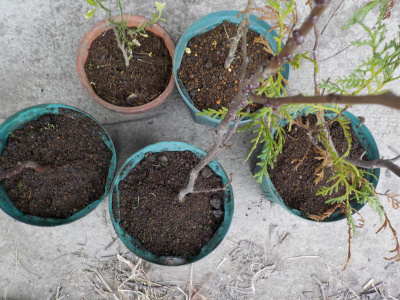 冬っぽくなったので鉢の植替えを始めました。