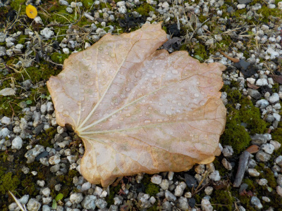 どこからか大きな葉っぱがやってきました。