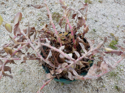 トラデスカンチアが枯れると冬が来たと思います。