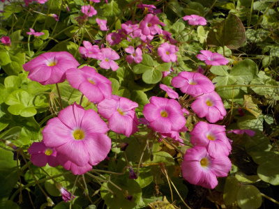 カタバミが見頃です。