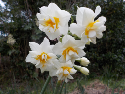 水仙が咲く時期になりました。