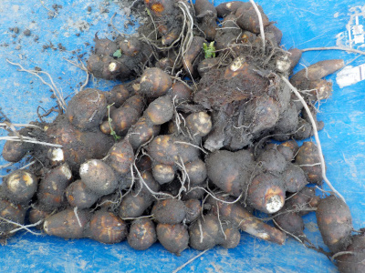 里芋のお味噌汁が食べたい季節になりました。