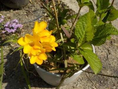 黄色いフリージアが咲きました。