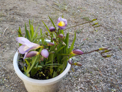 12月に植えたフリージアは小さいです。