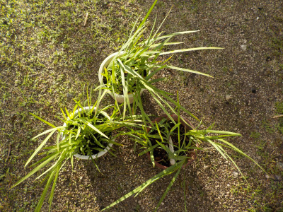 去年から植えっぱなしのフリージアです。