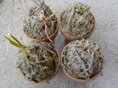 実は風蘭とミズゴケは相性が悪い