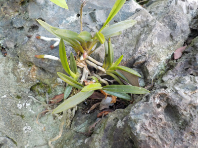 実は風蘭とミズゴケは相性が悪い