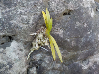 実は風蘭とミズゴケは相性が悪い