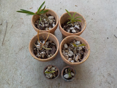 実は風蘭とミズゴケは相性が悪い