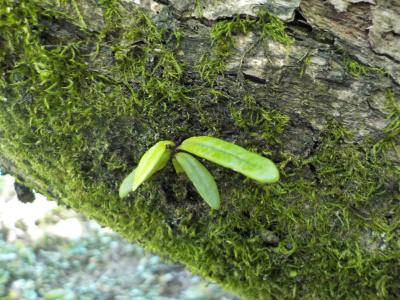 柿の木に風蘭が生えていました。